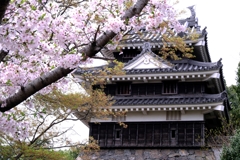 近場で効率良く2ヶ所でサクラ撮影＃３