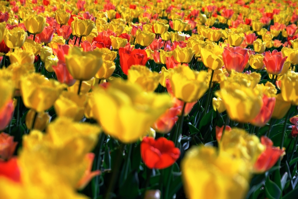 カラフルな早咲きのチューリップ＃２