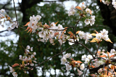 近所の神社で咲き始めたサクラたち#10