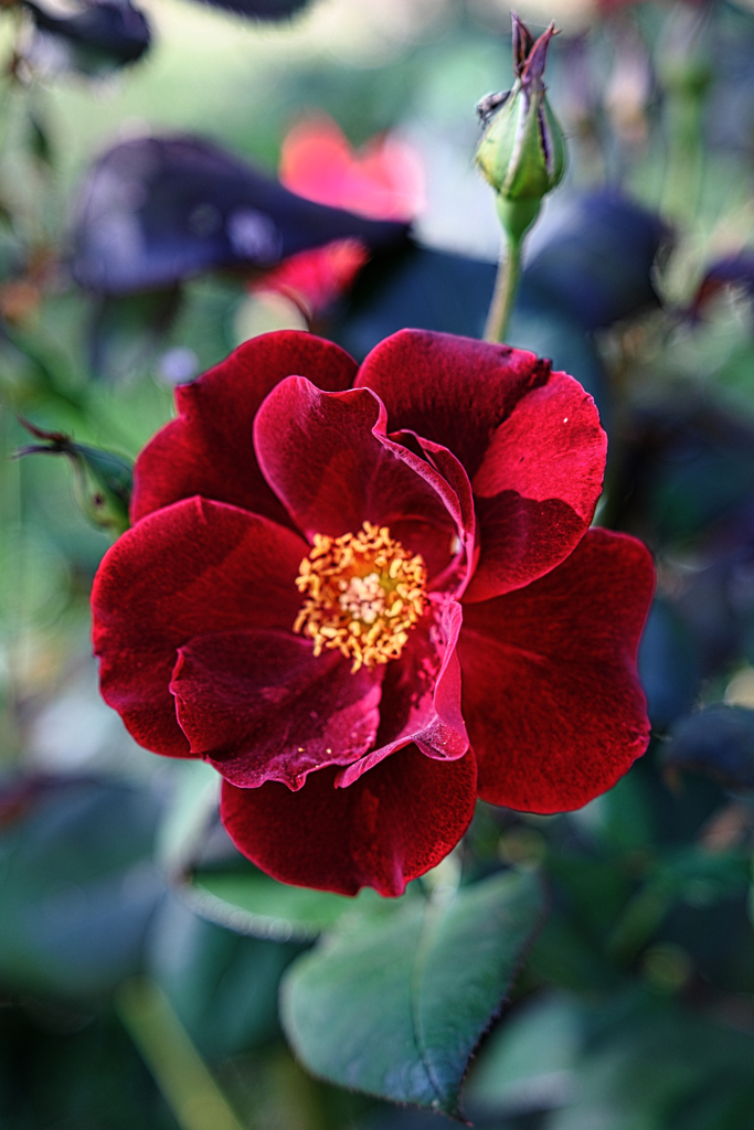 ミササガパークの秋バラ＃１０