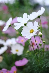 秋が深まりコスモスたちが見頃＃２