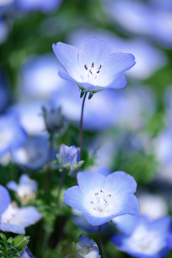 春を彩るネモフィラ＃５