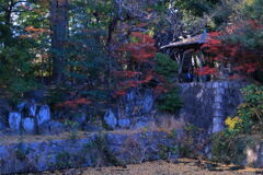 地元のお寺で紅葉狩り＃７