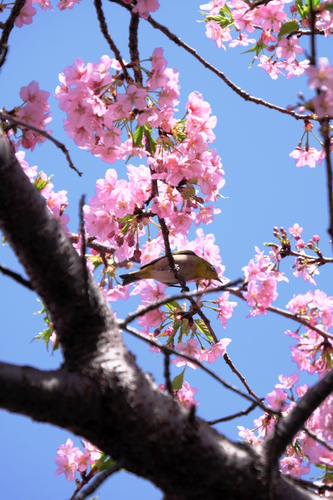 河津桜が満開・なばなの里＃４