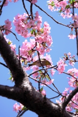 河津桜が満開・なばなの里#4