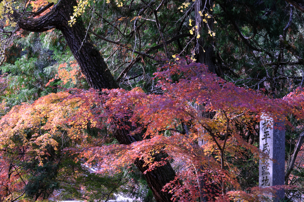 晩秋の紅葉撮影・松平郷＃１０