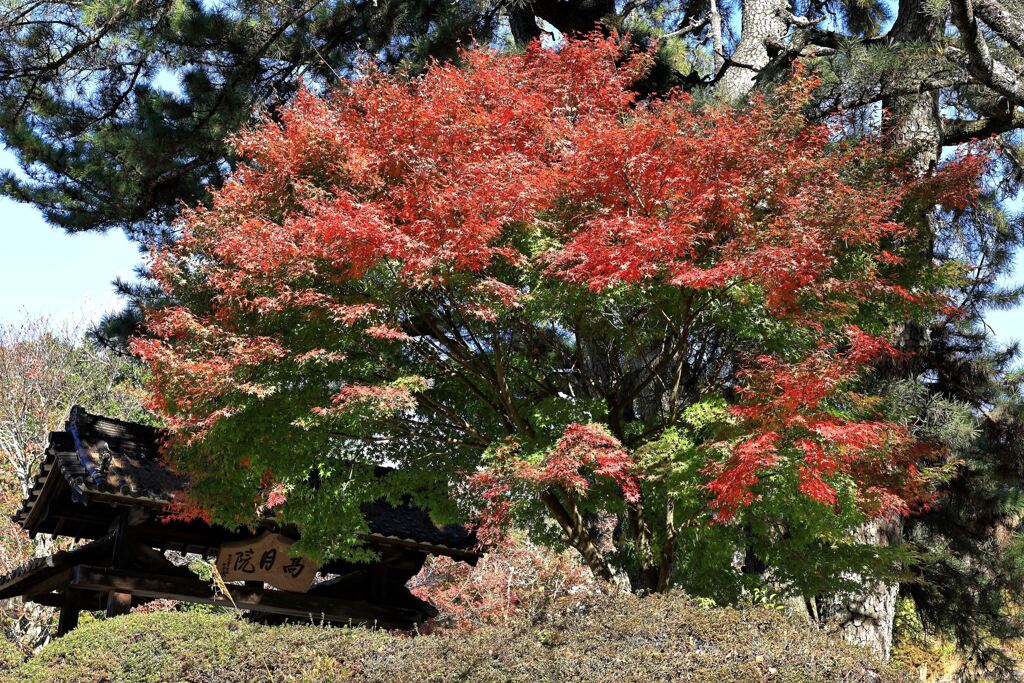 見頃を迎えた松平郷の紅葉＃３