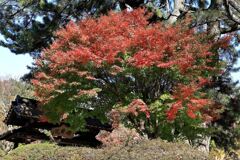 見頃を迎えた松平郷の紅葉#3