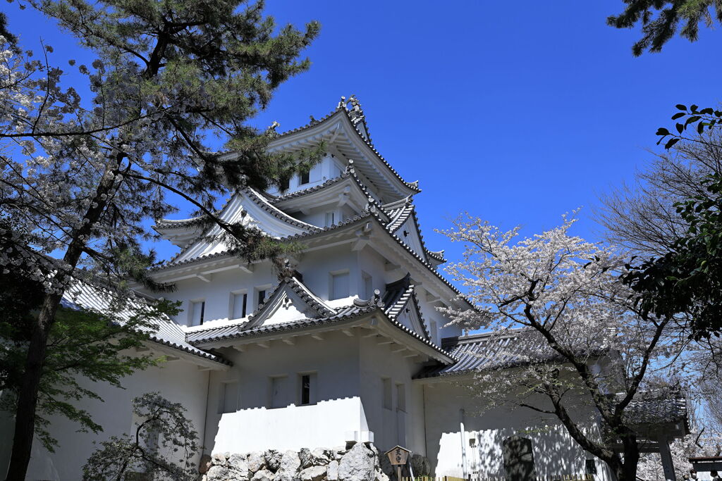 春爛漫の大垣公園と大垣城＃１０
