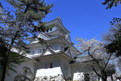 春爛漫の大垣公園と大垣城＃１０