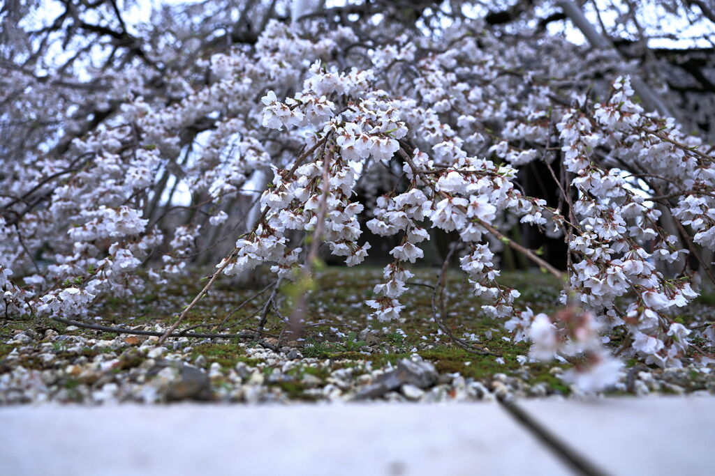 ちょうど見頃の枝垂れ桜＃８