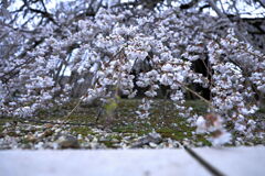 ちょうど見頃の枝垂れ桜＃８