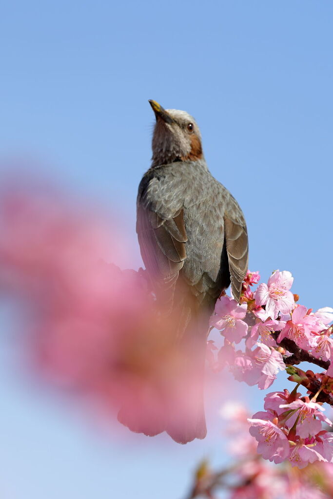 河津桜とメジロ狙いのはずが・・・・＃１