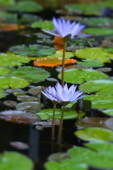 スイレンの花が見頃＃４