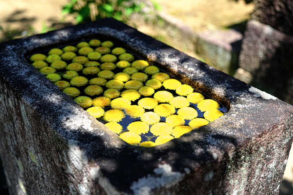 『本光寺』の紫陽花＃８