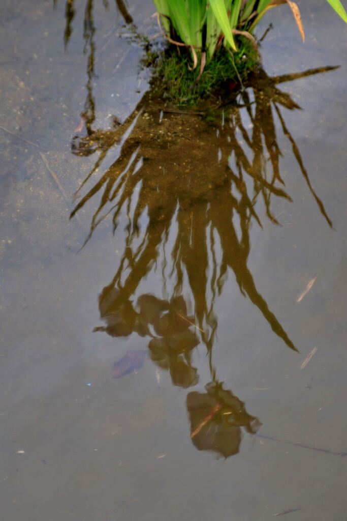 小雨が降る中での花菖蒲＃９