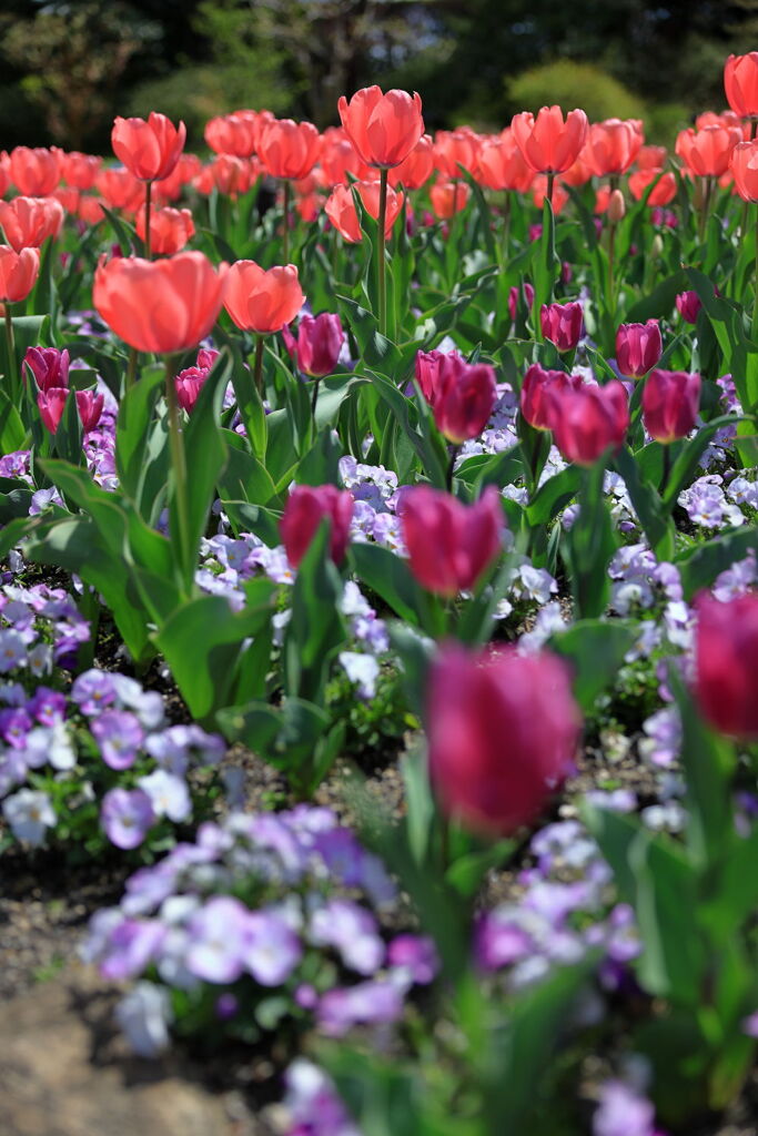 春爛漫のデンパーク安城＃９