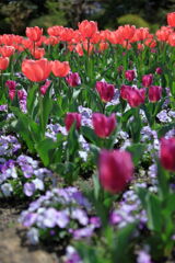 春爛漫のデンパーク安城＃９