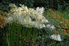 彼岸花で秋の気配#1