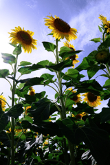 早咲きの向日葵が満開#4