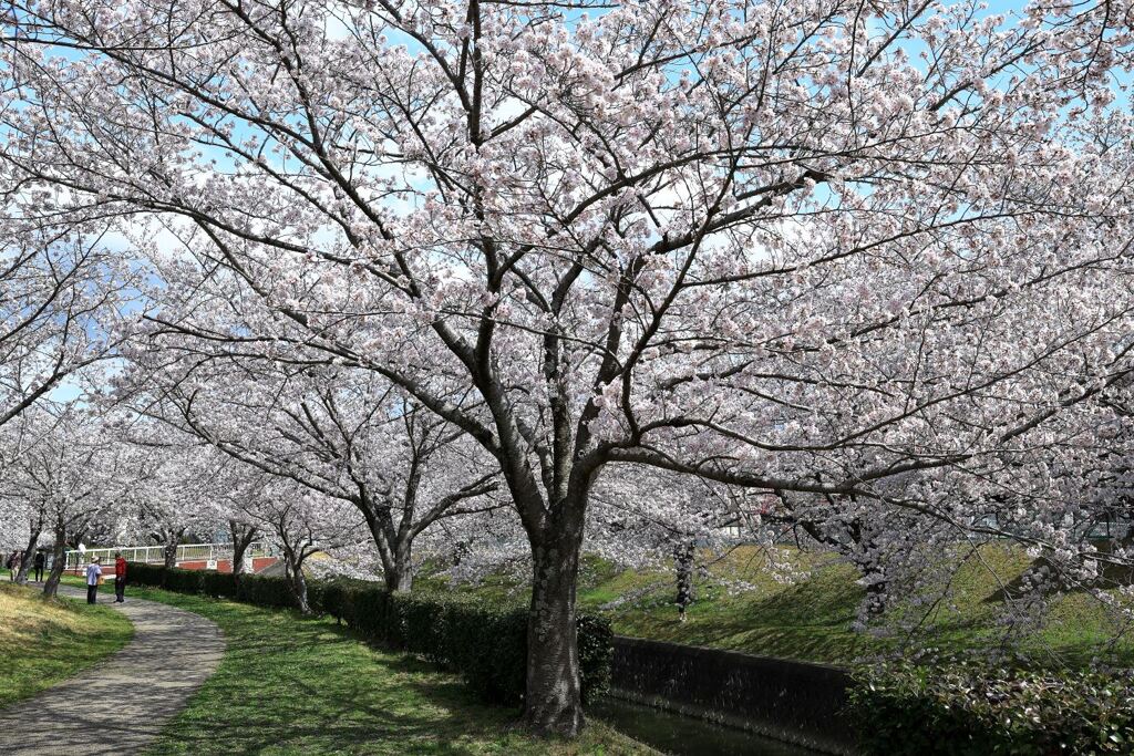 ソメイヨシノが満開のサクラ並木＃３