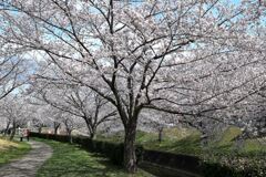 ソメイヨシノが満開のサクラ並木#3