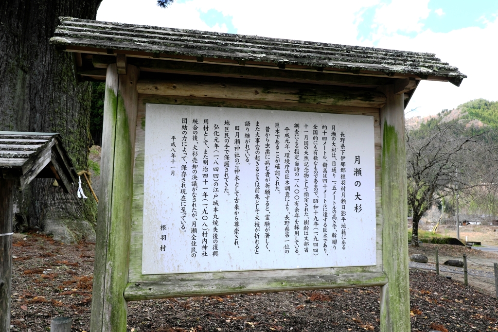 根羽村の『月瀬の大杉』＃９