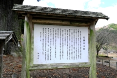 根羽村の『月瀬の大杉』#9