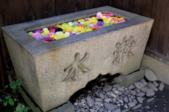 岡崎・菅生神社の花手水#7