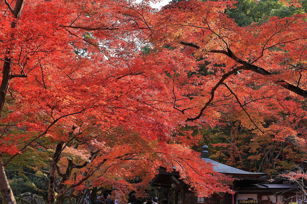 金剛輪寺の紅葉＃１０