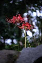 紅い彼岸花が咲き始めて＃８
