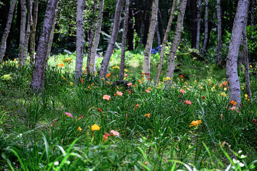 富士見高原・花の里＃６