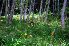 富士見高原・花の里#6