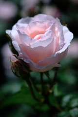 ミササガパークの薔薇が見頃＃８