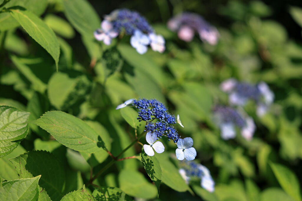 紫陽花が咲き始めた＃２