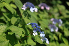 紫陽花が咲き始めた＃２