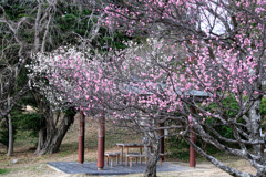 岡崎南公園の梅の花＃１