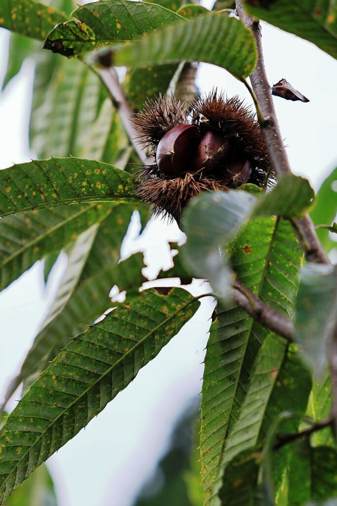 収穫を迎えた恵那市の坂折棚田＃８