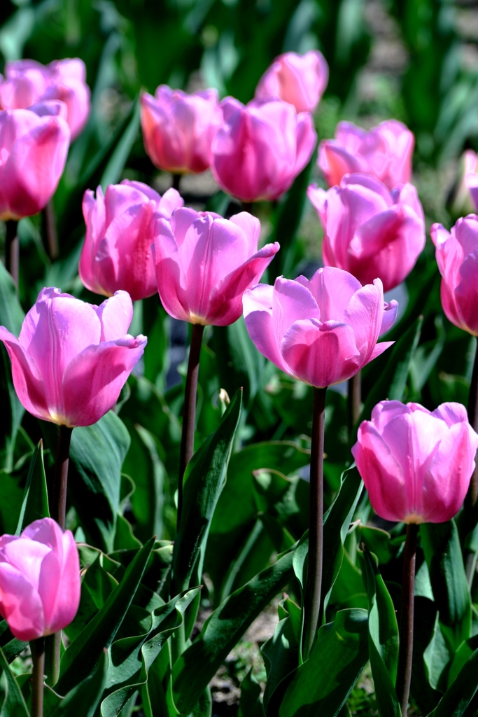 早咲きのチューリップがキレイ～＃５