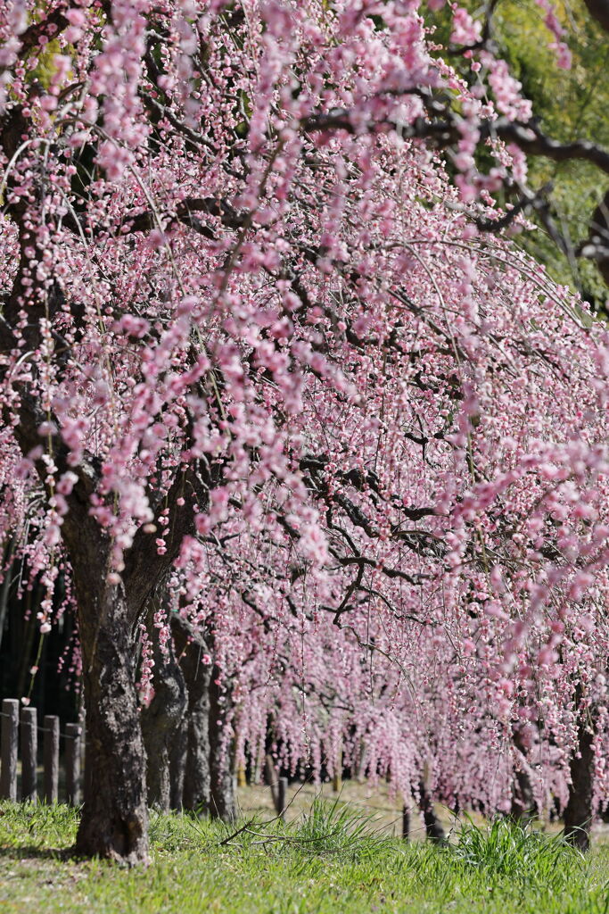 枝垂れ梅が満開＃８