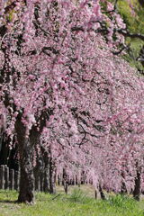 枝垂れ梅が満開＃８