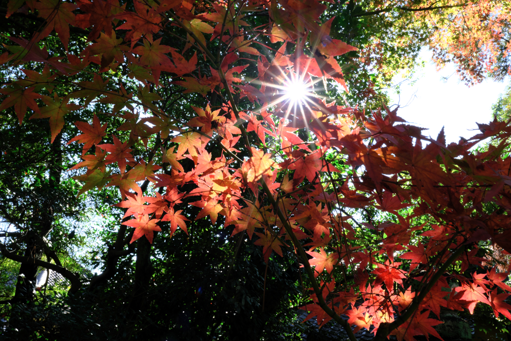 近所のお寺の紅葉ロケハン＃７