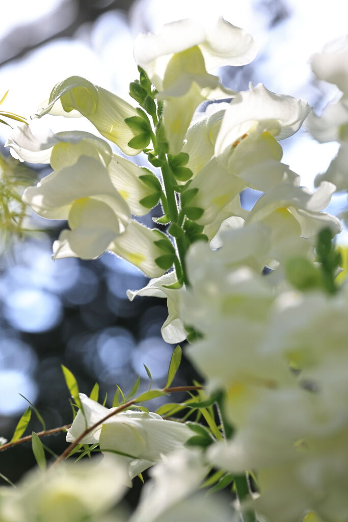 季節を先取り温室の花たち＃４