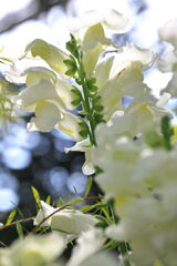 季節を先取り温室の花たち＃４