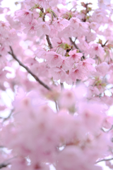 見頃を迎えた陽光サクラ＃９