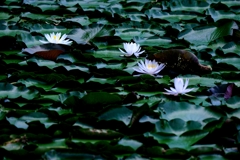 岡崎の大正池こと小呂池#4