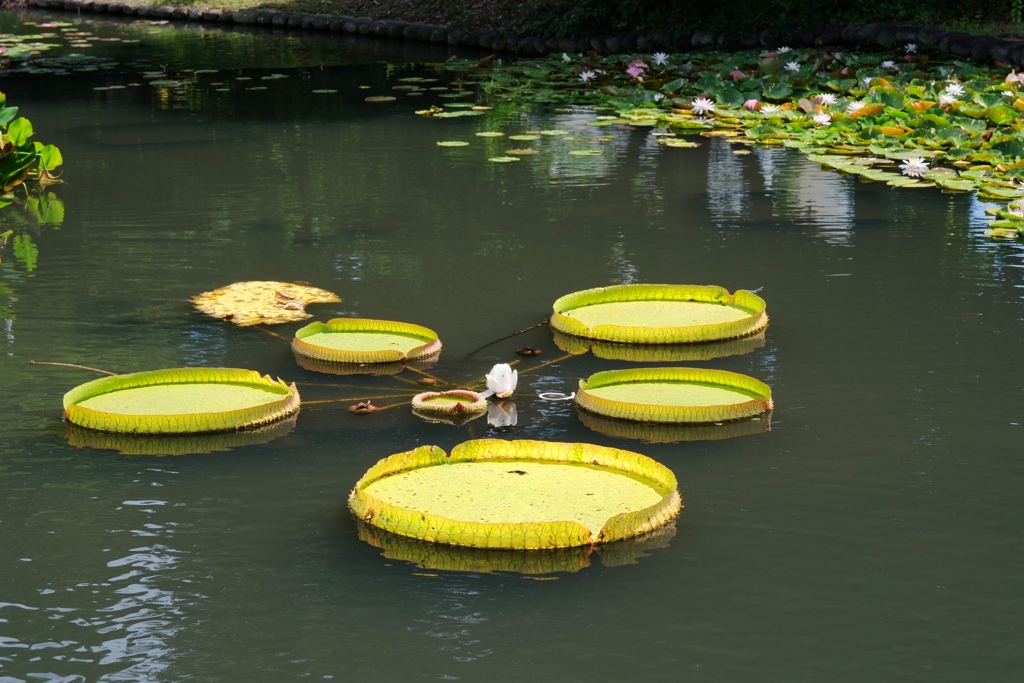 残暑の中・久し振りにデンパークへ＃２