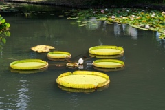 残暑の中・久し振りにデンパークへ＃２