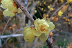 ロウバイが咲き始めた＃４