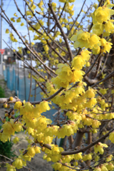 町内にある畑のロウバイが見頃＃７